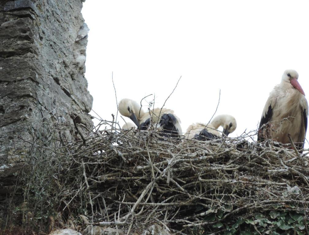 B&B Les Oiseaux De Passage Isigny-sur-Mer Exterior foto